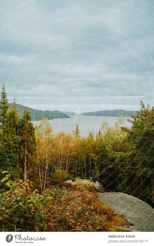 Hohe Herbstbäume wachsen im Wald Baum farbenfroh Laubwerk Natur Wachstum Grün Ökologie Park malerisch Atmosphäre idyllisch Wälder Harmonie frisch Air Waldgebiet