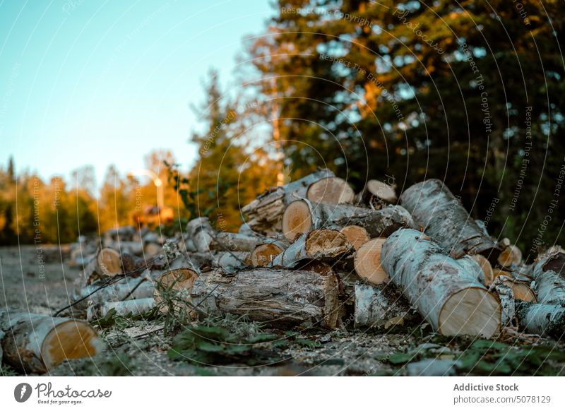 Brennholzstapel im Wald Stapel Totholz Haufen Nutzholz Holz Herbst Baum Umwelt Natur Wälder Blauer Himmel wolkenlos Sonne fallen Waldgebiet Holzstapel tagsüber