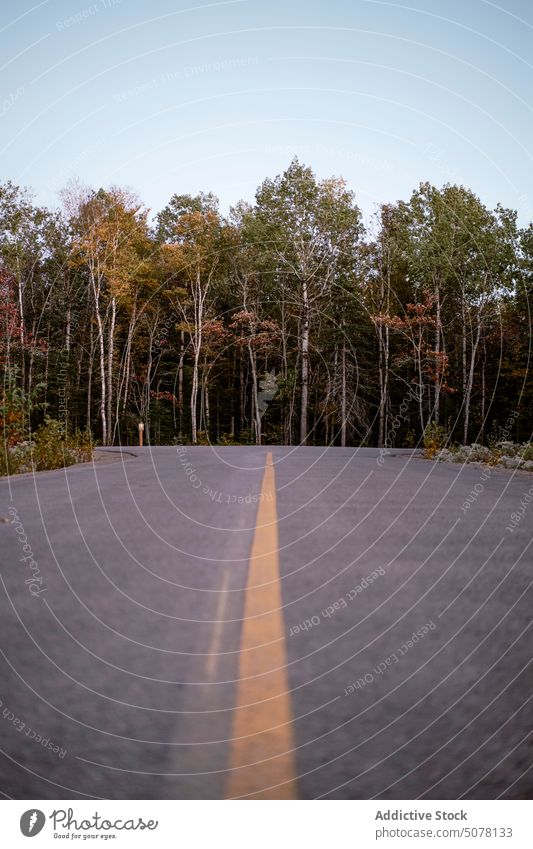 Leere Asphaltstraße, die zum Wald führt Herbst Straße Linie Natur Fahrbahn Baum Botanik Weg gelb malerisch Atmosphäre idyllisch Wachstum Regie Wälder Harmonie