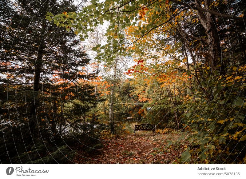 Holzbank im herbstlichen Wald Herbst hölzern Bank See Park Baum farbenfroh Laubwerk Natur Grün ruhig Windstille Ökologie malerisch idyllisch Wälder Harmonie