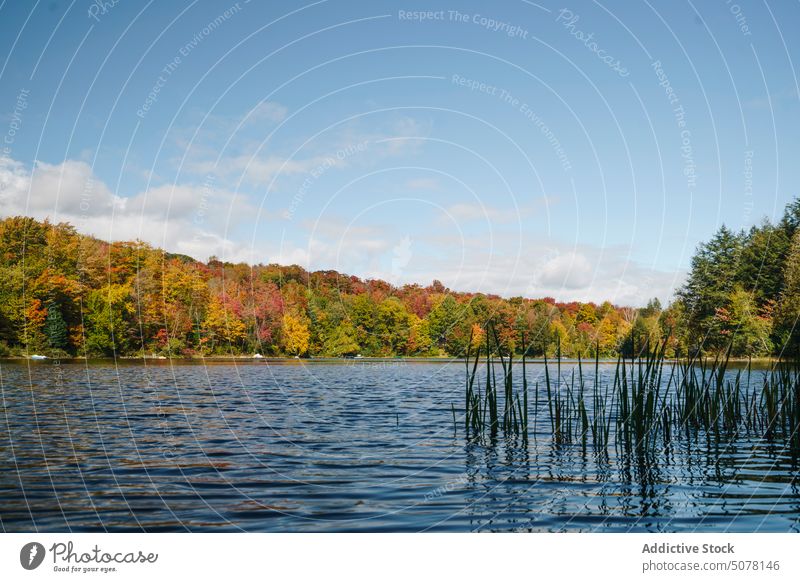 See im Herbst Wald spiegelnde Bäume Natur Wasser Landschaft nadelhaltig Baum malerisch Botanik Atmosphäre idyllisch atemberaubend Wachstum Wälder Harmonie