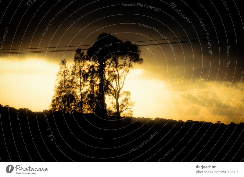 Ein heller Lichtschein am Horizont. Sonnenschein im Wald Natur Baum im Freien Sonnenlicht Landschaft schön Szene natürlich malerisch sonnig Umwelt Sommer