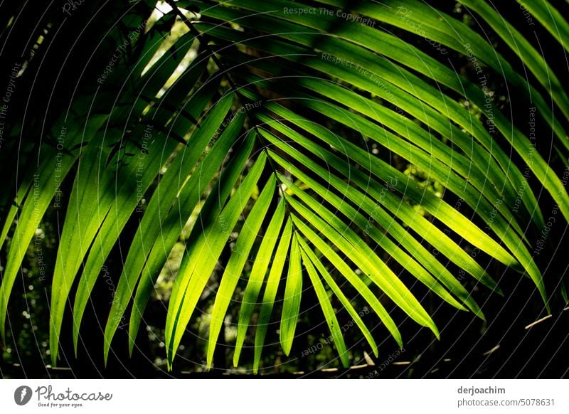 Die Großen grünen Blätter vom Farn ,werden  von der Sonne verwöhnt. Farnblätter Pflanze Natur Umwelt Farbfoto Blatt natürlich Grünpflanze Detailaufnahme