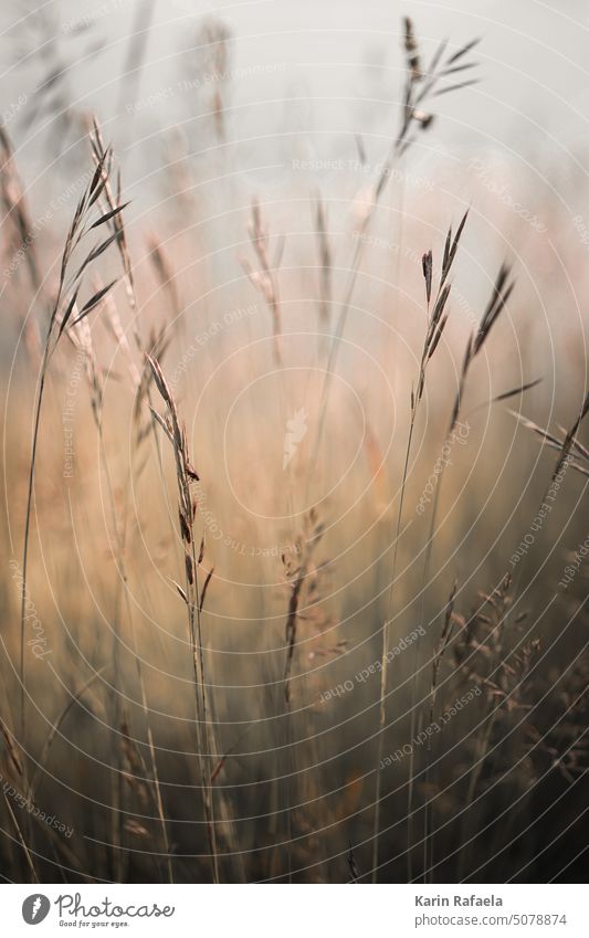 Gräser im Sommer Natur Pflanze Wiese Gras natürlich Außenaufnahme Umwelt Wildpflanze Nahaufnahme Farbfoto Menschenleer Wachstum Unschärfe schön Feld Garten