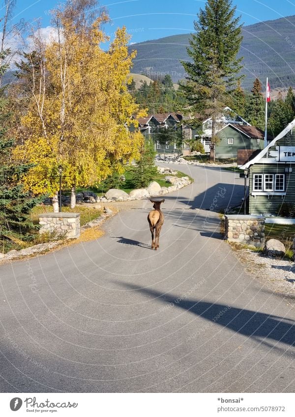 Wapiti-spaziergang Wapiti-Hirsche Elk Elchkuh Hirschkuh Tier Hinterteil Wildtier Straße Asphalt Natur Landschaft Umwelt Spaziergang schlendern Neugier angstfrei