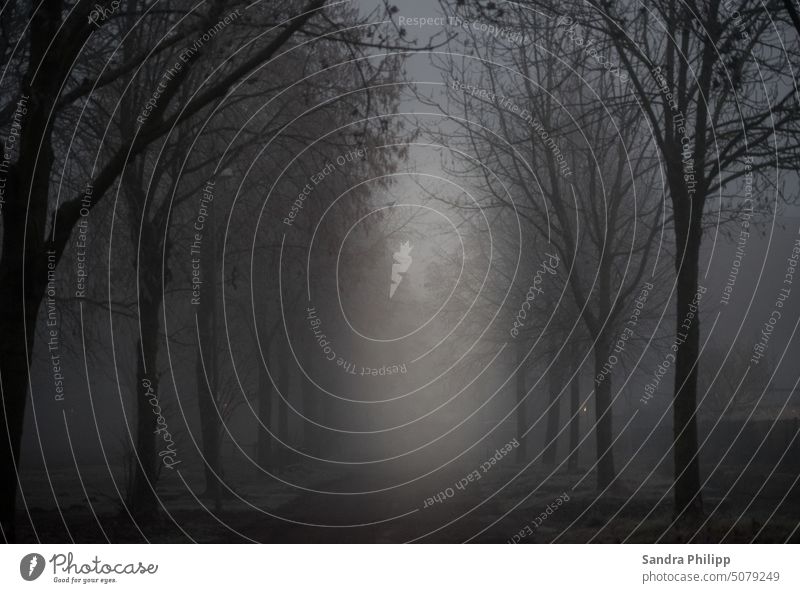 Von Bäumen eingeramter Weg im Nebel mystisch Natur Landschaft geheimnisvoll Außenaufnahme Menschenleer Umwelt Baum Wald Wetter ruhig kalt Jahreszeiten Kälte