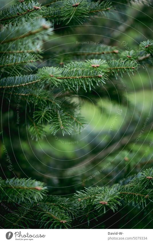 Tannenzweige in saftigen grünen Farben Winter Weihnachten & Advent Tannenbaum Weihnachtsbaum Nadel Nadelwald Nordmanntanne