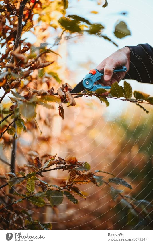 Heckenschnitt im Herbst mit der Astschere Gartenarbeit schneiden Pflanze Heckenschere Gärtner Winter Hainbuche Hand gärtnern Formschnitt