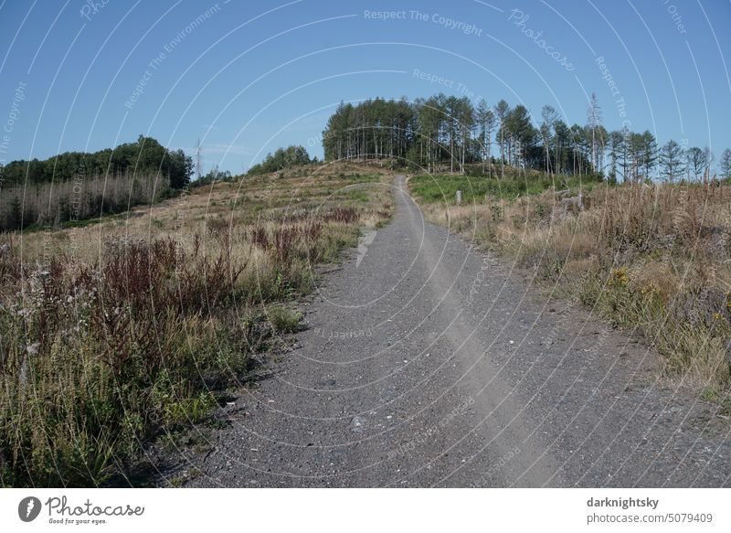 Ein gerader Weg führt den Berg hinauf in den Wald. Weite Berge Bügel Sauerland Wandern Trockenheit Waldsterben Expedition entdecken Freiheit