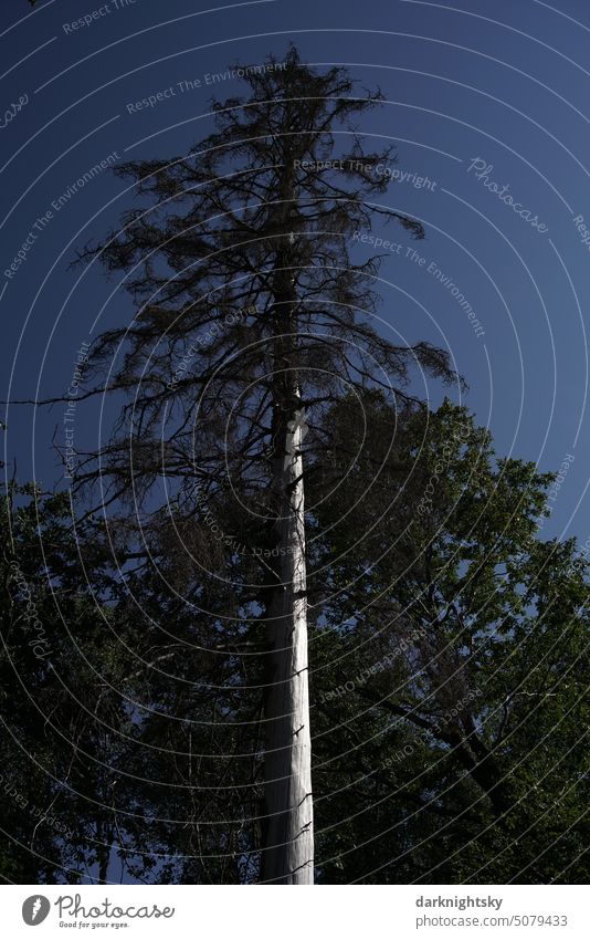 Ein hoher, schlanker abgestorbener Baum steht allein Waldsterben Forst Wildnis entdeckung hoch#wald baum Umwelt Baumstamm Holz Klimawandel Forstwirtschaft