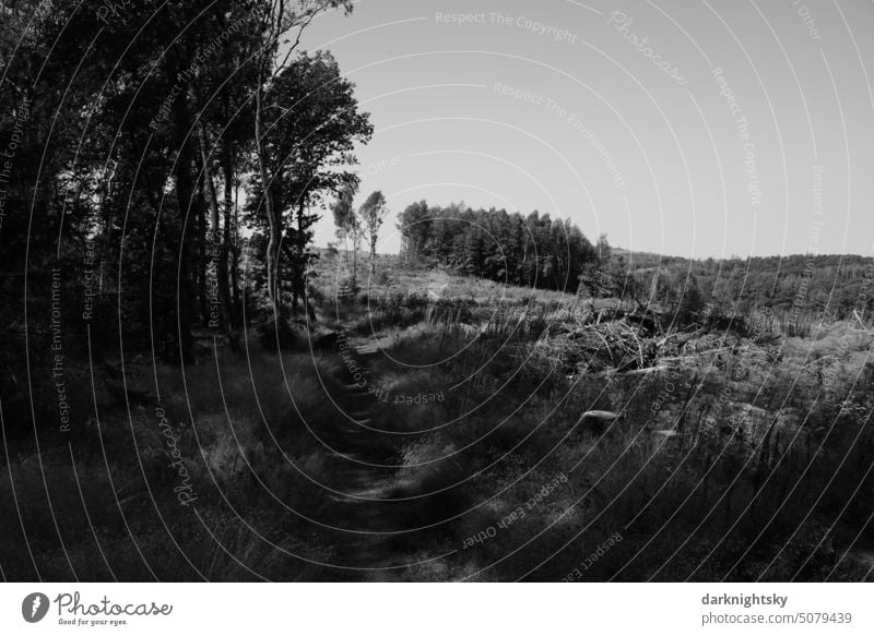 Waldgebiet mit Bäumen, kahlen Rodungen, Heide oder Weide Landschaft im Sauerland Rural schottische anmutung Natur Außenaufnahme natürlich Himmel Menschenleer