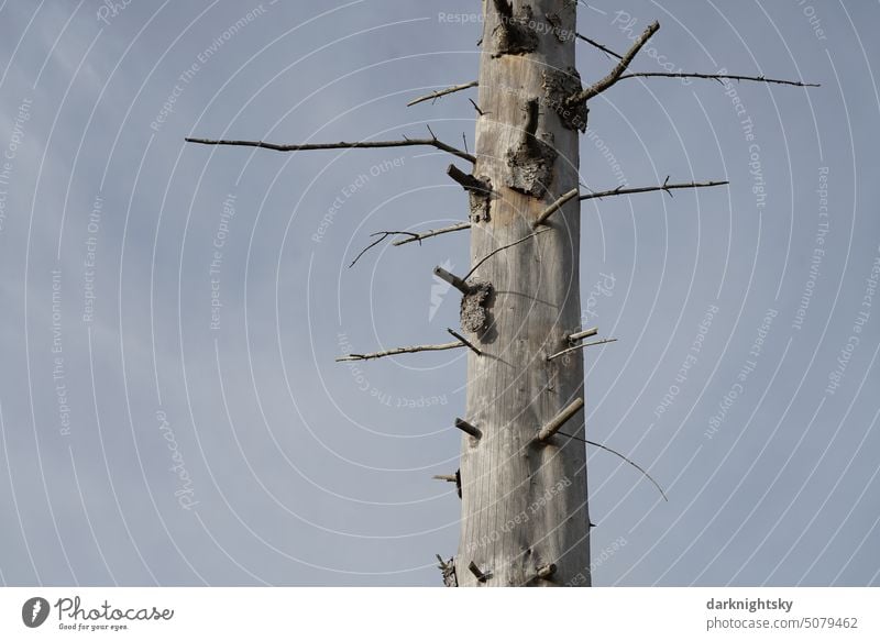 Ein vertrockneter, toter Baum steht allein Waldsterben Wildnis Fundstück Hoch#Wald Umwelt Baumstamm Holz Klimawandel Forstwirtschaft Fichte picea abies