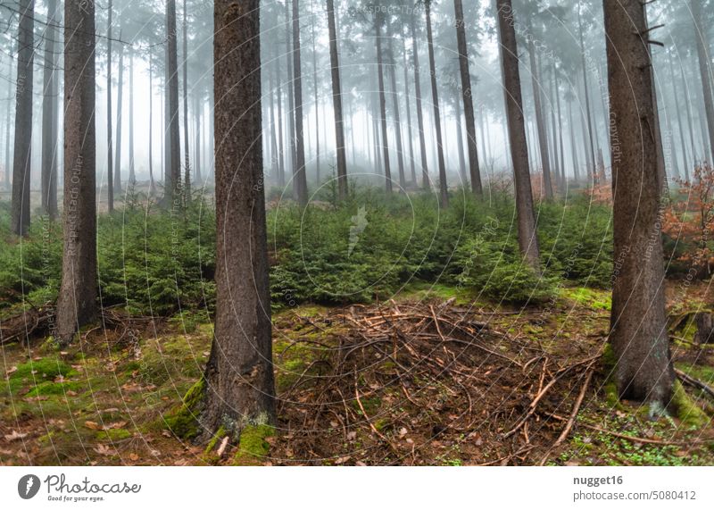 düsterer Nadelwald im Nebel Wald Waldboden waldgebiet Waldspaziergang Nadelbäume Tannen Fichtenwald Kiefern Waldstimmung Waldrand Natur Umwelt Bäume Baum