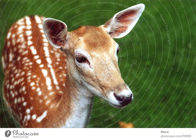 Reh Damwild analog Natur Tier Wildtier Fell Zoo 1 nah Neugier niedlich braun Vertrauen Wachsamkeit Interesse Wildpark Rehauge zögern Säugetier sanft Fluchttier