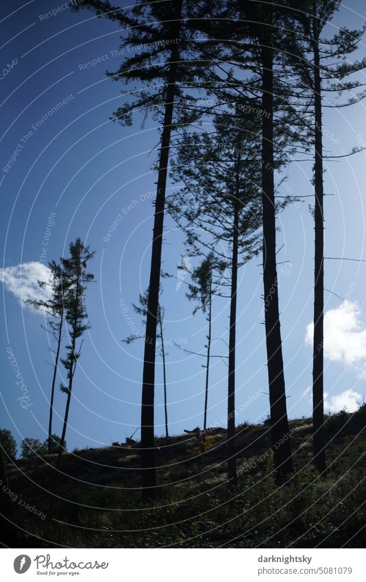 Hohe, schlanke einzelne Bäume stehen in einer Gruppe Waldsterben Forst Wildnis entdeckung hoch#wald baum Umwelt Baumstamm Holz Klimawandel Forstwirtschaft