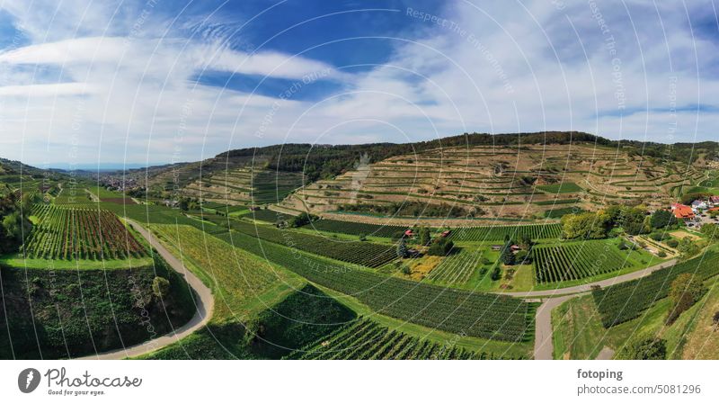 Luftaufnahme von Schelingen am Kaiserstuhl mit Blick auf die Weinberge. Schelingen, Vogtsburg am Kaiserstuhl, Breisgau, Schwarzwald, Freiburg, Baden-Württemberg, Deutschland.