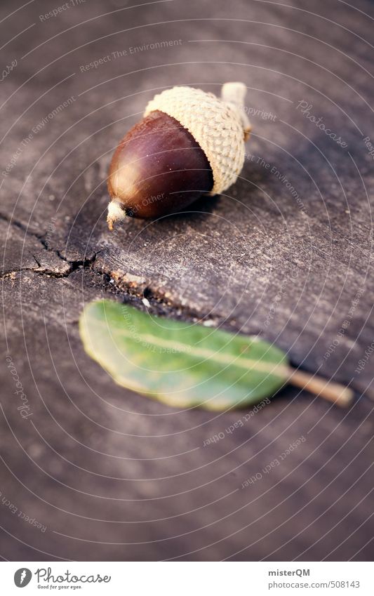 French Style IV Kunst ästhetisch Zufriedenheit Nuss Nussschale nußbraun Eicheln Natur Blatt Herbst herbstlich Herbstwald Herbstfärbung Farbfoto Gedeckte Farben