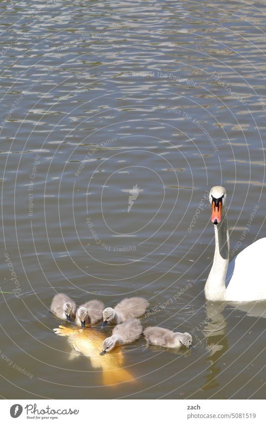 Frühstück Schwan Schwanenjunges Schwanenküken See Teich Wasser Tier Fisch Koi Karpfen Koikarpfen Küken Familie & Verwandtschaft Fressen Vater Mutter Mahlzeit