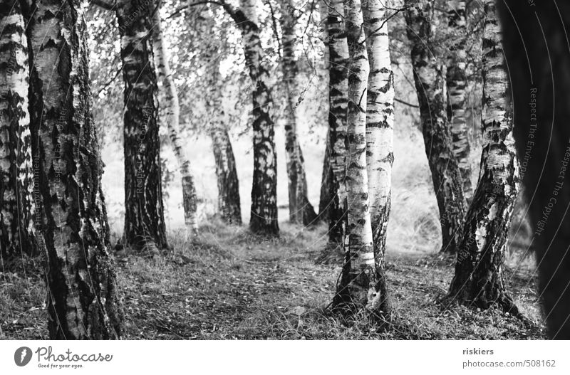 zwillingsbaum Umwelt Natur Pflanze Frühling Sommer Herbst Schönes Wetter Baum Birkenwald Wald Lebensfreude Frühlingsgefühle ruhig Idylle Wege & Pfade