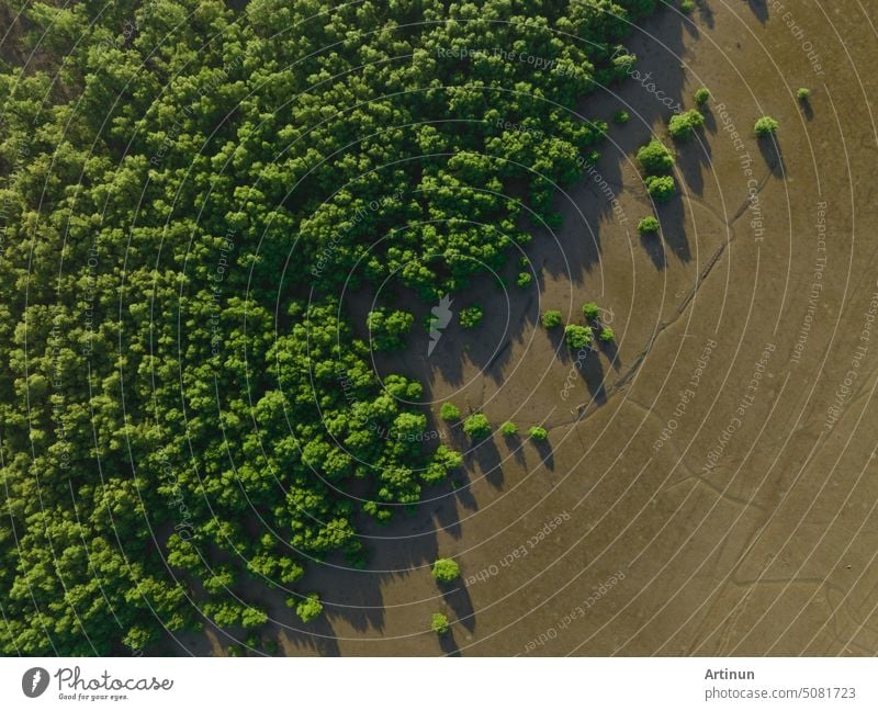 Grüner Mangrovenwald mit Morgensonne. Mangroven-Ökosystem. Natürliche Kohlenstoffsenken. Mangroven binden CO2 aus der Atmosphäre. Blaue Kohlenstoff-Ökosysteme. Mangroven absorbieren Kohlendioxid-Emissionen.