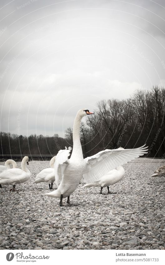 Schwäne Schwan Flügel Flügelschlag viele schön Vogel Natur Feder Tier elegant Schnabel Hals Außenaufnahme weiß Stolz Leben weißer Schwan Tag Tierwelt Vögel wild