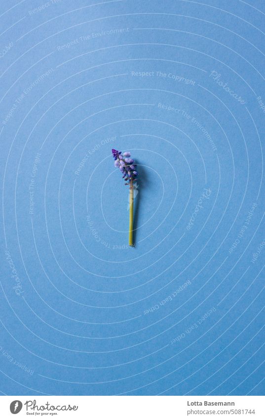 Traubenhyazinthe blau Blauer Hintergrund Blüte Blume Frühling Pflanze Natur Blühend Nahaufnahme Farbfoto Hyazinthe Menschenleer Frühlingsgefühle schön natürlich