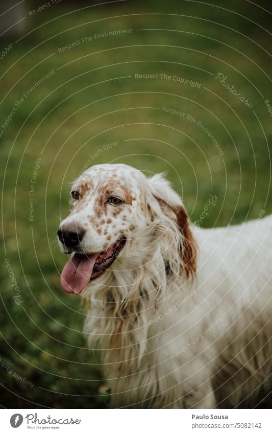 Hund Porträt Tier Rassehund Hunderasse Außenaufnahme Tierporträt Haustier Farbfoto englischer Setter Hund züchten Tag Haushund Familienhund jung Kopf beobachten