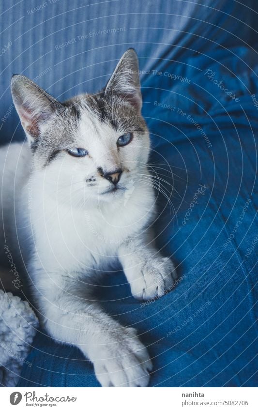 Schönes Porträt einer weißen Katze mit blauen Augen vor blauem Hintergrund indigo lieblich Kätzchen Katzenbaby heimisch Tier Haustier weich lustig bezaubernd