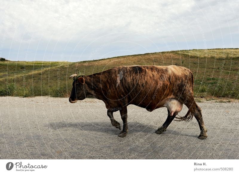 TigerKuh Natur Landschaft Himmel Horizont Wiese Hügel Straße Tier Nutztier 1 gehen braun Gelassenheit Farbfoto Außenaufnahme Menschenleer Textfreiraum oben