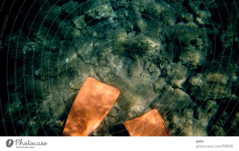 Donald oder Daisy? Meer Schnorcheln tauchen Meeresboden Schwimmhilfe orange Wasser Ente