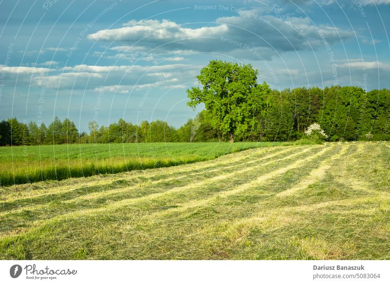 Gemähte grüne Wiese im malerischen Ostpolen Gras Natur Sommer ländlich Feld Ackerbau Bauernhof Landschaft Saison Landwirtschaft Mähen Heu Baum Weide Himmel