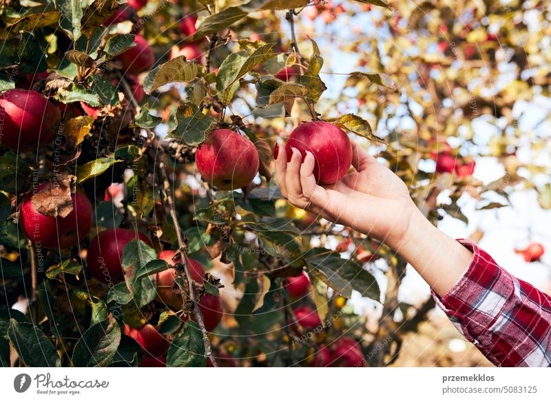 Frau pflückt reife Äpfel auf dem Bauernhof. Landwirt packt Äpfel vom Baum im Obstgarten. Frische gesunde Früchte bereit, auf Herbst-Saison zu pflücken. Erntezeit auf dem Lande