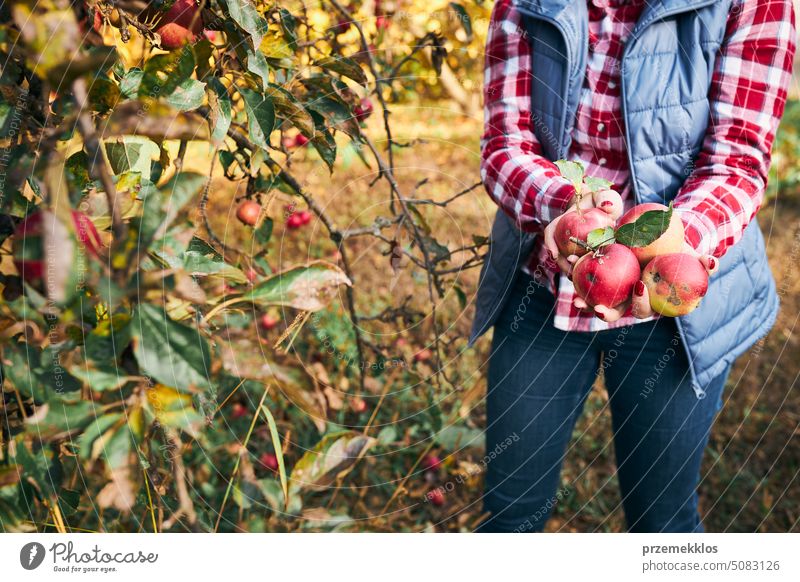 Frau pflückt reife Äpfel auf dem Bauernhof. Landwirt packt Äpfel vom Baum im Obstgarten. Frische gesunde Früchte bereit, auf Herbst-Saison zu pflücken. Erntezeit auf dem Lande