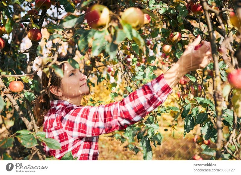 Frau pflückt reife Äpfel auf dem Bauernhof. Landwirt packt Äpfel vom Baum im Obstgarten. Frische gesunde Früchte bereit, auf Herbst-Saison zu pflücken. Erntezeit auf dem Lande