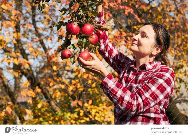 Frau pflückt reife Äpfel auf dem Bauernhof. Landwirt packt Äpfel vom Baum im Obstgarten. Frische gesunde Früchte bereit, auf Herbst-Saison zu pflücken. Erntezeit auf dem Lande