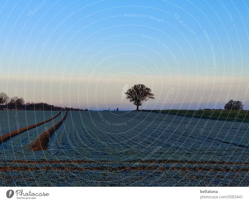 recht einsamer Baum in winterlicher Morgenstunde Natur Himmel Wolken Landschaft Wiese Umwelt Menschenleer Feld Schönes Wetter Sonnenlicht Horizont