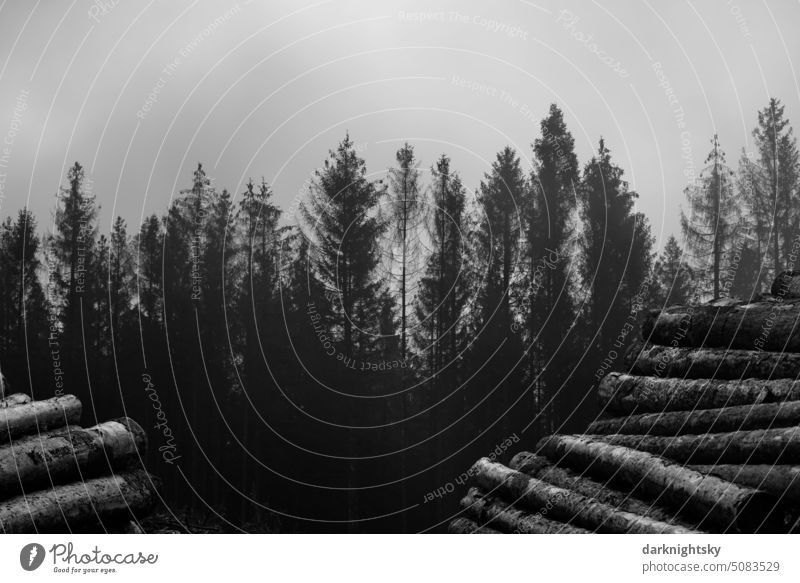 Baumstämme liegen auf Stapeln und häufen sich zum Himmel Borkenkäfer Sauerland Nutzholz Klimawandel Menschenleer Umwelt Baumstamm Natur Wald Außenaufnahme