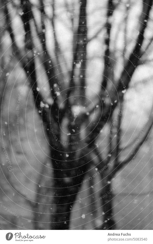 Schneeflocken vor Baum schneeflocke baum Winter schwarzweiß schneefall schneeflocken Schafe tristesse kalt