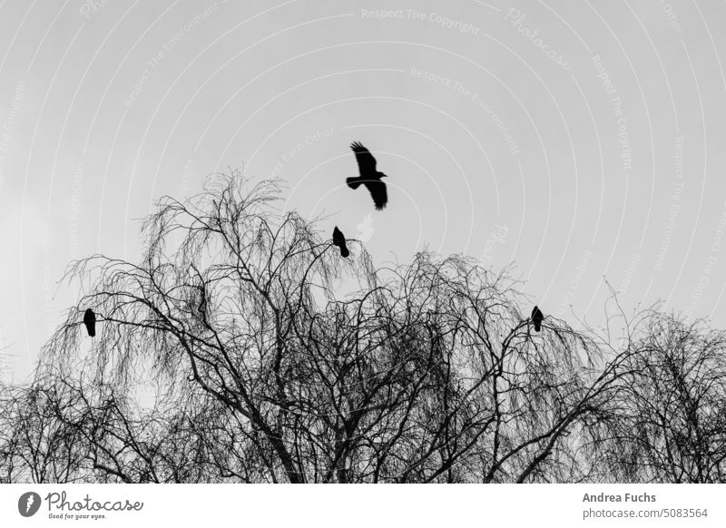 Vögel auf Winterbaum vogel winter trist Schwarzweißfoto vögel winterbaum farblos krähe natur rabe himmel