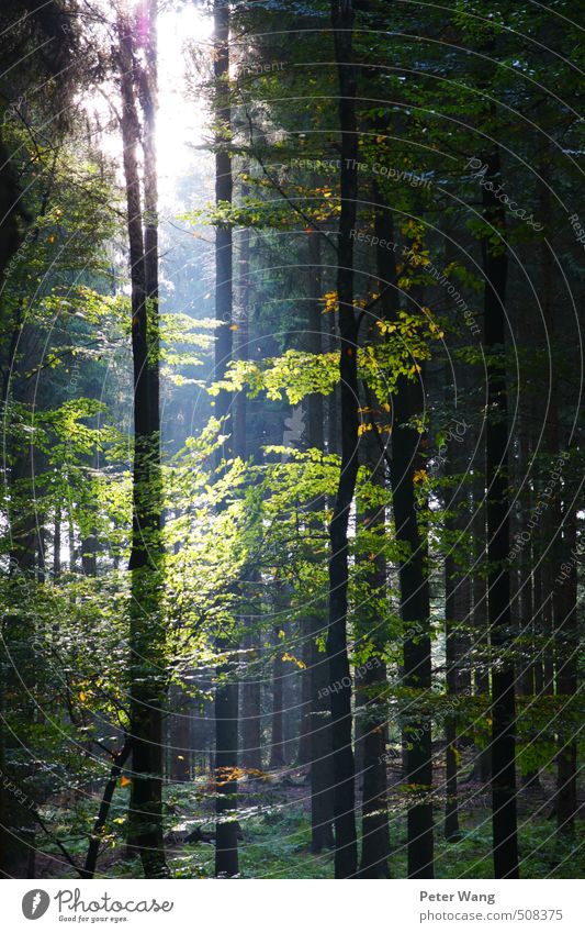 Ein Lichtblick Umwelt Natur Herbst Schönes Wetter Pflanze Baum Blatt Wald Duft Gesundheit grün Farbfoto Außenaufnahme Tag Sonnenlicht Sonnenstrahlen