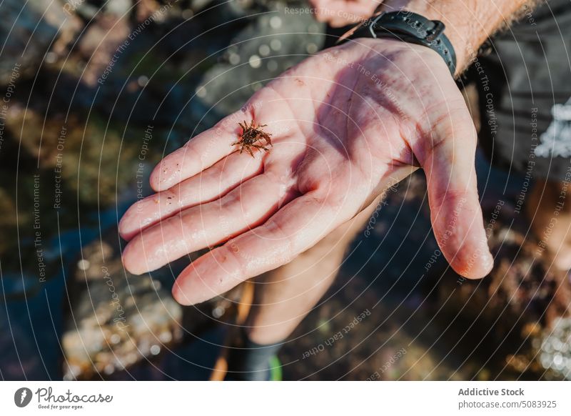 Kropfenmann hält kleine Krabbe Mann fangen Naturalismus erkunden MEER Fauna marin Ökosystem Wasser Meer zeigen Tier Bargeld Tierwelt Lebensraum Hand