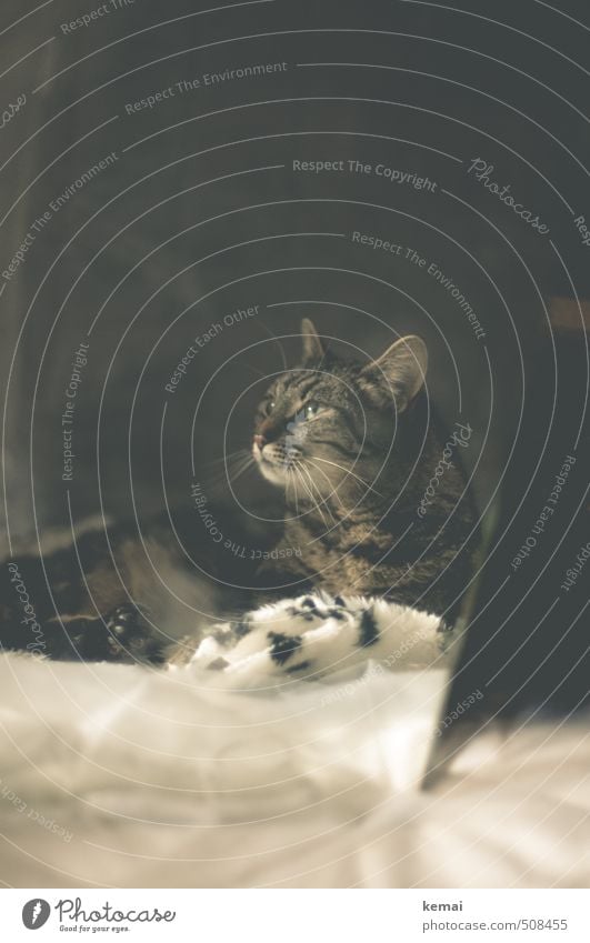 Die Königin Tier Haustier Katze Tiergesicht Fell Pfote Ohr 1 Stoff Pelz Spiegel Spiegelbild liegen sitzen warten Coolness grau Gelassenheit geduldig ruhig