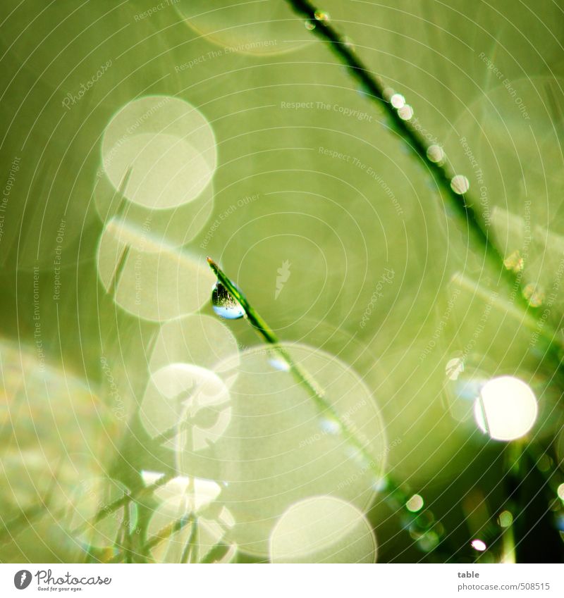 Glitzerwelt Umwelt Natur Landschaft Pflanze Urelemente Wasser Wassertropfen Frühling Sommer Herbst Schönes Wetter Gras Grünpflanze Nutzpflanze Wildpflanze Wiese