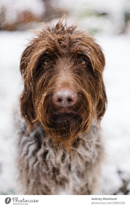 Zotteliger brauner und weißer Hund schaut in die Kamera im Schnee bezaubernd Erwachsener Tier Hinterhof Hintergrund Vollbart züchten Brüssel