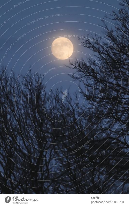 Nachthimmel mit Vollmond Mond Mondschein Mondlicht Mondaufgang Stille Mondnacht Dunkelheit dunkel Nachtstille Nachtruhe Licht Mondscheinlicht Silhouetten Himmel