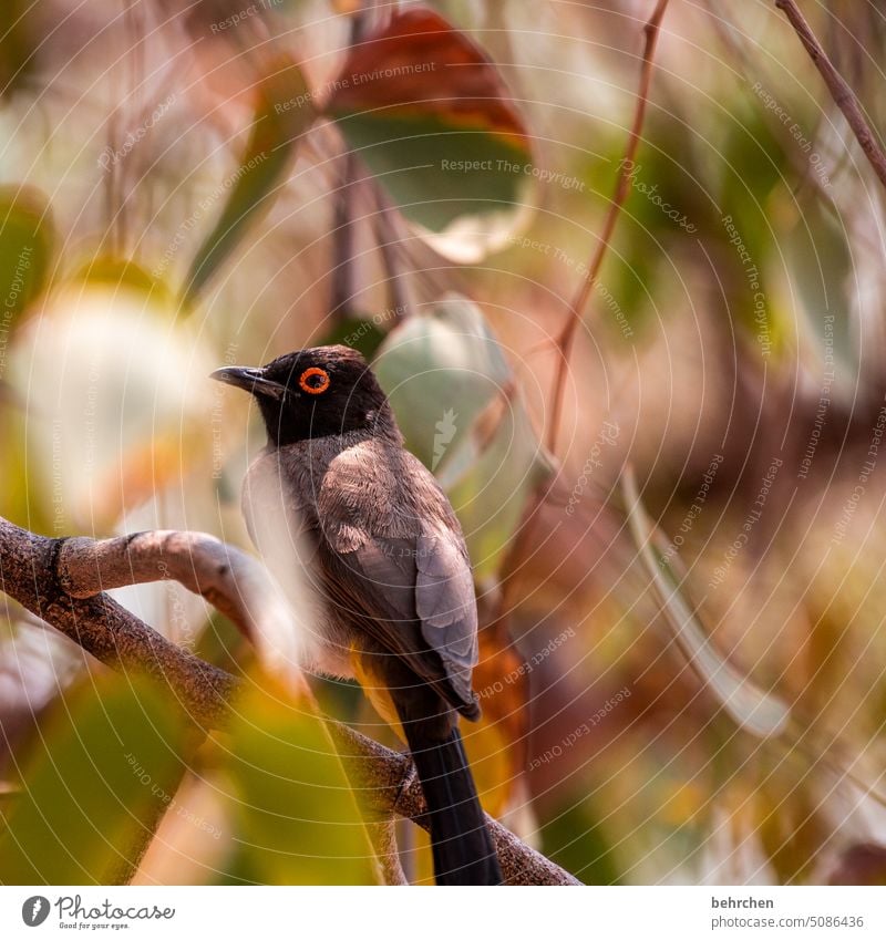 bülbül Wildtier Etoscha-Pfanne Etosha etosha national park außergewöhnlich Tierporträt frei wild Wildnis Fernweh Ferne Afrika Namibia Farbfoto Abenteuer