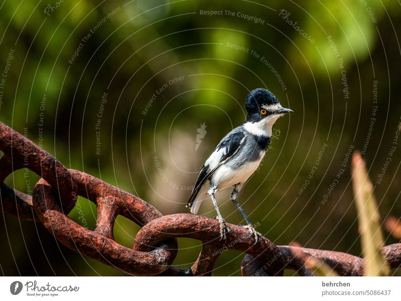 was bist du denn fürn komischer vogel Wildtiere Tier Tierporträt Vogel Federn wild Afrika Namibia Außenaufnahme Farbfoto besonders außergewöhnlich fantastisch