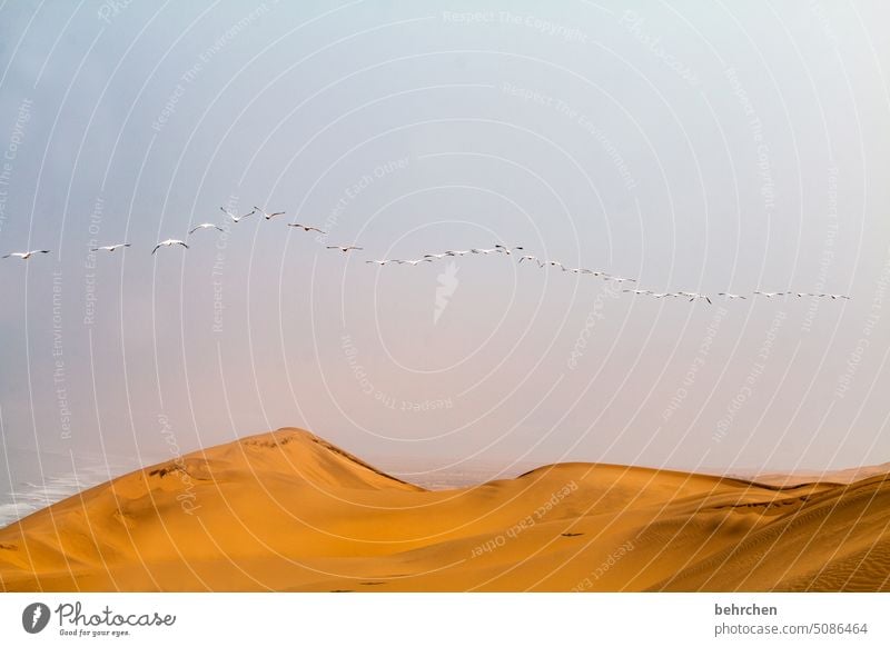 frei sein träumen Afrika Namibia wüst Sand Meer breit Ferne Fernweh Sehnsucht reisen Farbfoto Landschaft Abenteuer Einsamkeit Freiheit Natur