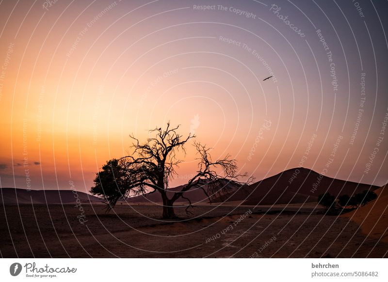 schönheit stille Äste und Zweige romantisch kitschig Morgendämmerung Dämmerung Sonnenaufgang Baum sanddüne Dünen magisch beeindruckend besonders traumhaft