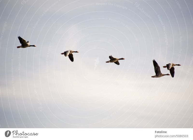 Na so ganz synchron schlagen die Wildgänse aber nicht mit den Flügeln. Das müssen sie wohl noch einmal üben. Gans Vogel Tier Außenaufnahme Farbfoto Tag Wildtier